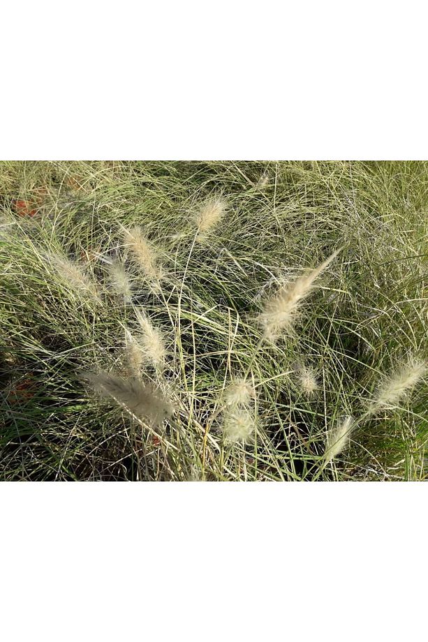 Pennisetum Otsu Bitki 5 Adet - 5