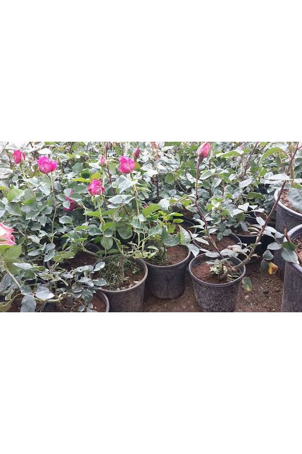 Pembe Gül Fidanı 20 Adet - Yediveren Saksılı Gül - 6