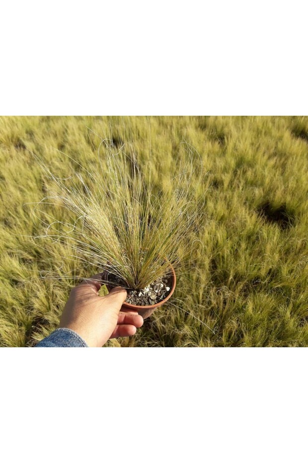 At Kuyruğu Çimi Stipa 10 Adet - Otsu Yer Örtücü Bitki - 5