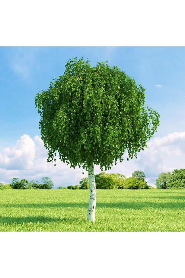 Huş Ağacı Fidanı 5 Adet - Betula Pendula - 1