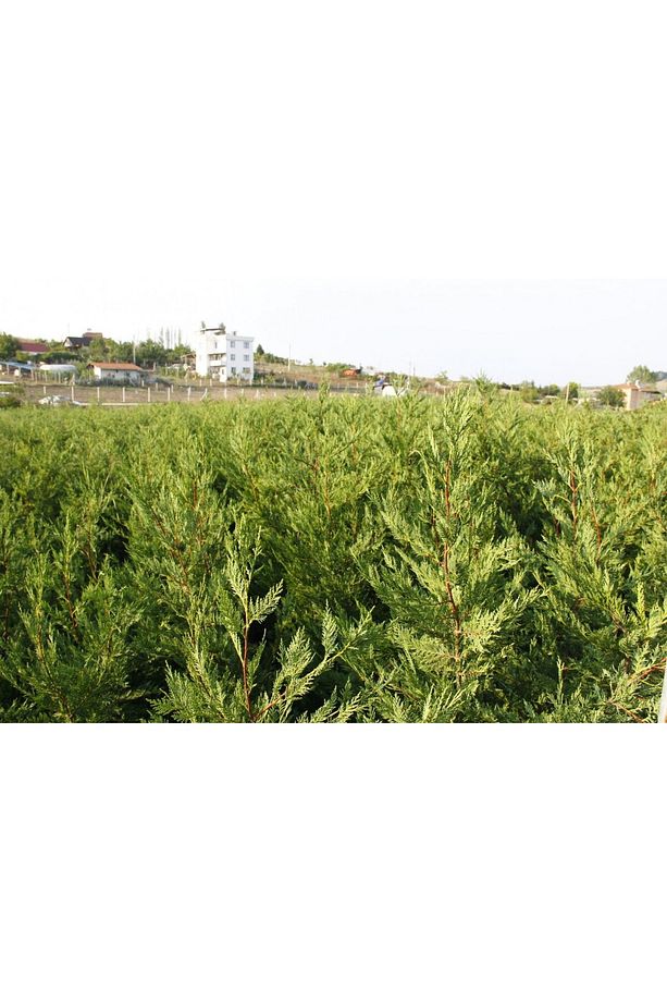 Yeşil Leylandi - Aşılı Çit Bitkisi 1-1.5 Metre - 6