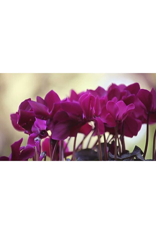 MOR SİKLAMEN ÇİÇEĞİ - 3