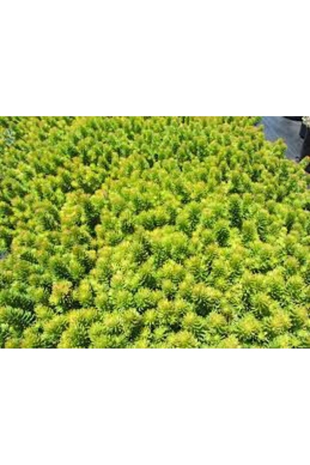 Sarı Sedum 45 Adet - Yer Örtücü Çok Yıllık Bitki - 3