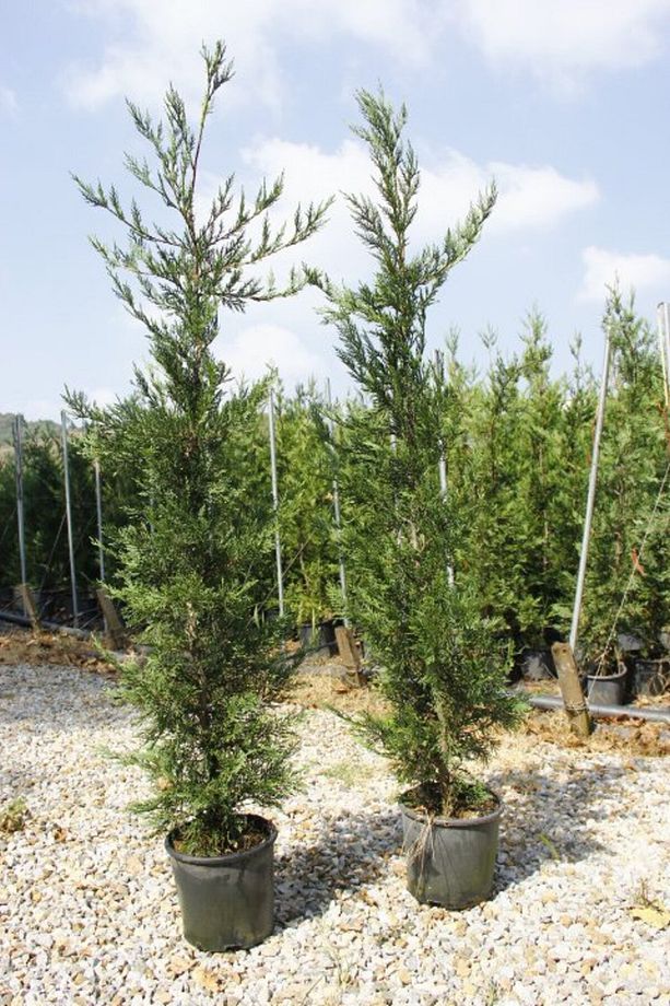 Yeşil Leylandi - Aşılı Çit Bitkisi 1-1.5 Metre - 3