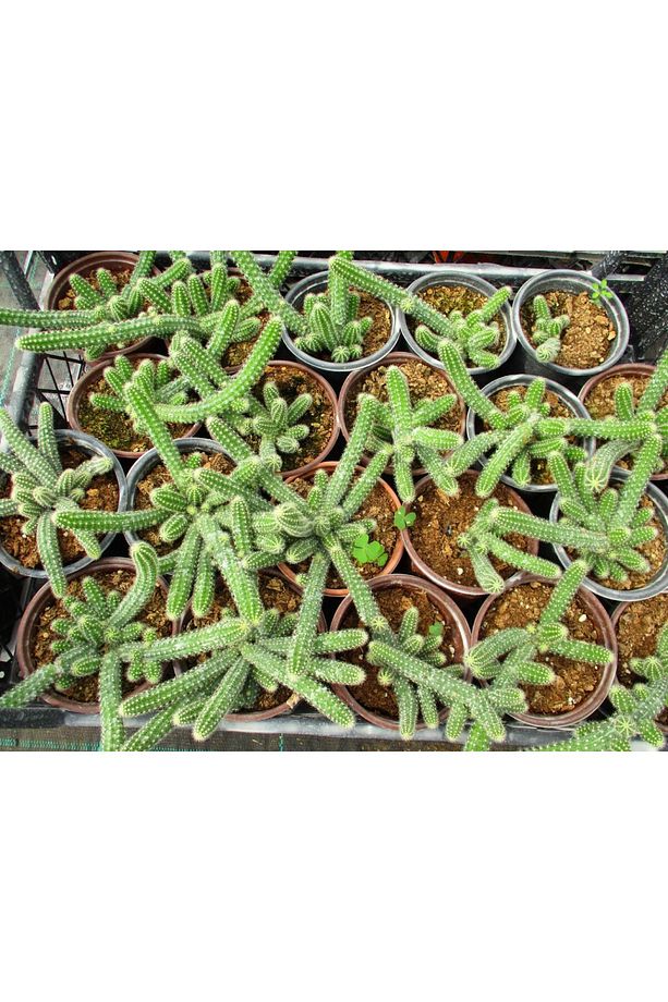Yilan Kaktüs 3 Adet- Chamaecereus Silvestriiyilan Kaktüs 3 Adet- - 2