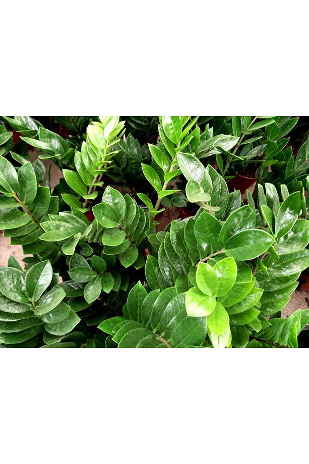 Zamia Bitkisi / Zeze Çiçeği 3 Adet Hediyelik - 6