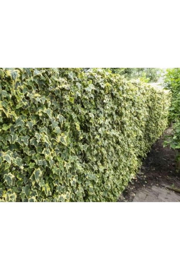 Hedera Sarmaşık - 1.5 Metre Sarılıcı Bitki - 3