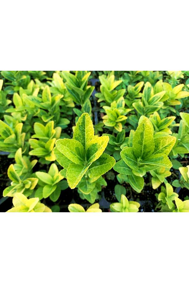 Gold Taflan 45 Adet - Sarı Çit Bitkisi - 7