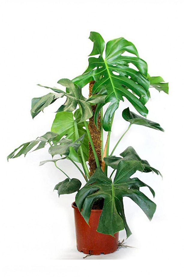 Monstera Yosun Gövdeli 2 Adet Deve Tabanı 80-100 Cm - 1