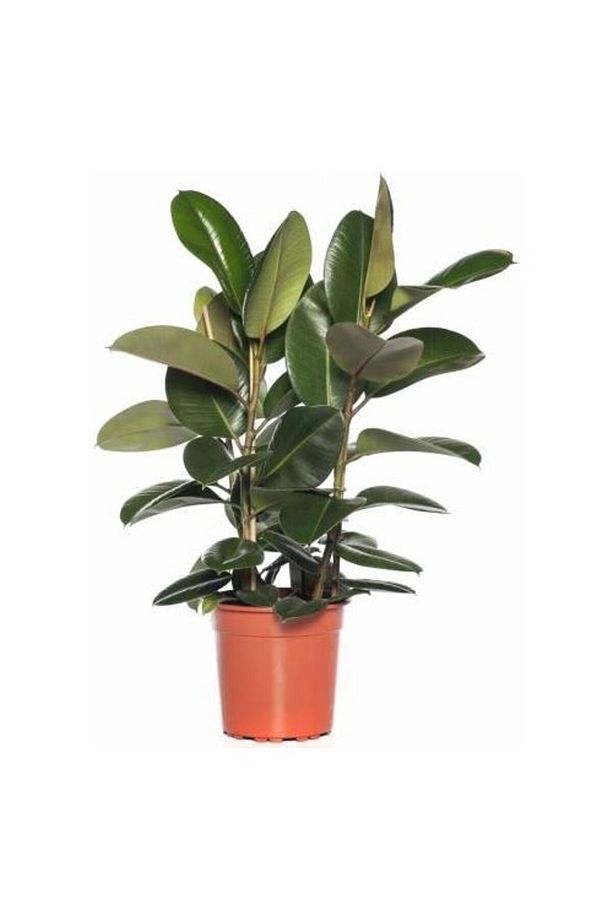 Kauçuk Bitkisi Ficus Elastica - 1
