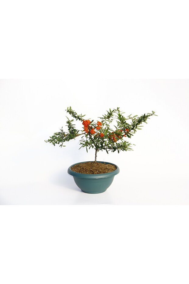 Bonsai Ateş Dikeni - 2