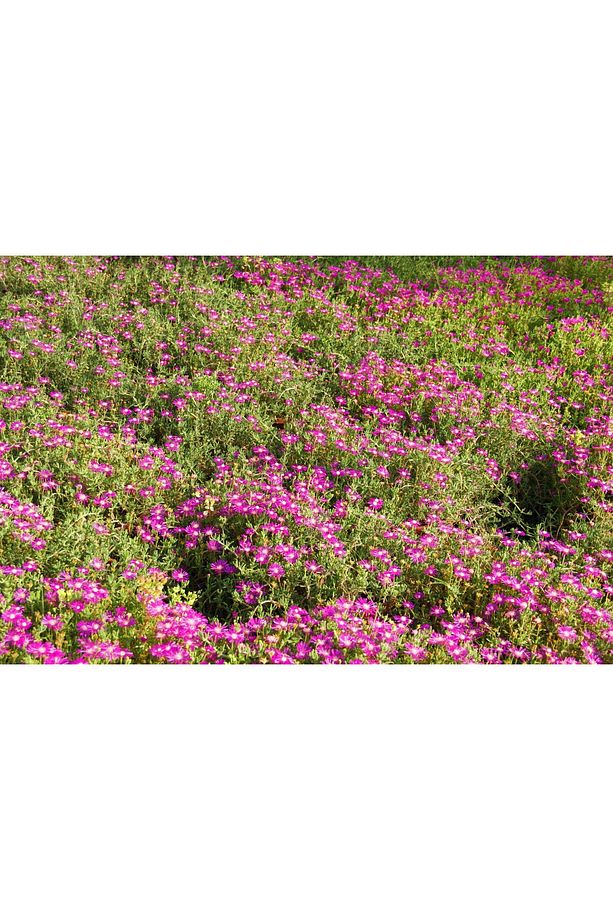 Acem Halısı - Pembe Askılı Saksıda Hediyelik - 6