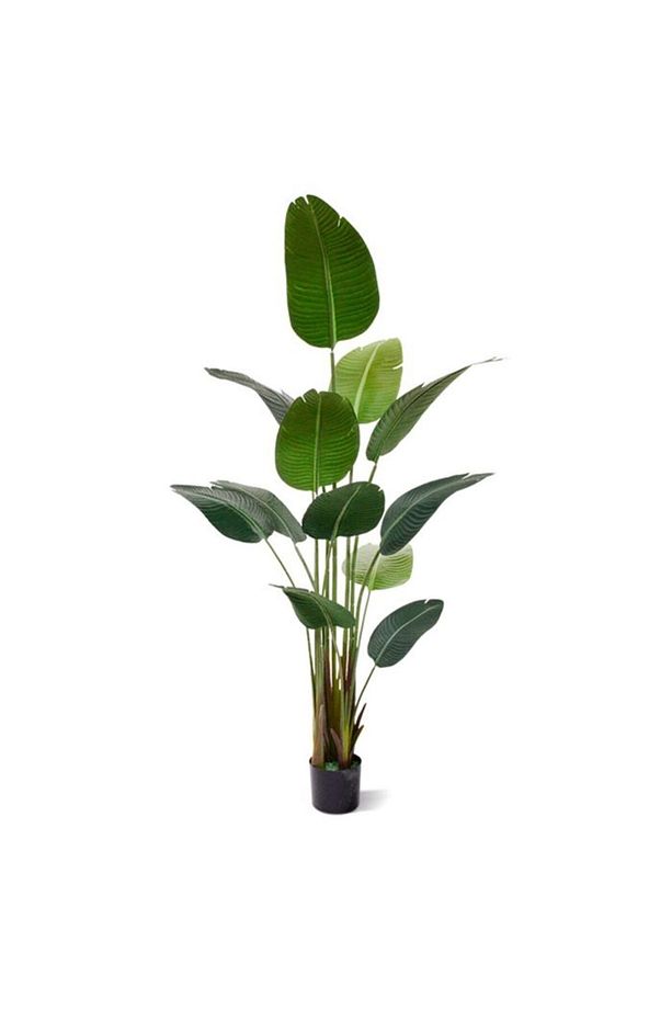 Starliçe (cennet Kuşu Çiçeği) Strelitzia Nicolai 100 Cm 3 Adet - 3