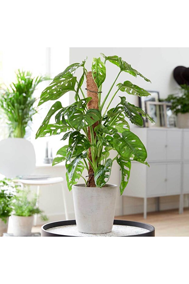Pilea & Pembe Telgraf(NANOUK) & Delkli Deva Tabanı(MONSTERA ADONSİİ) - 3