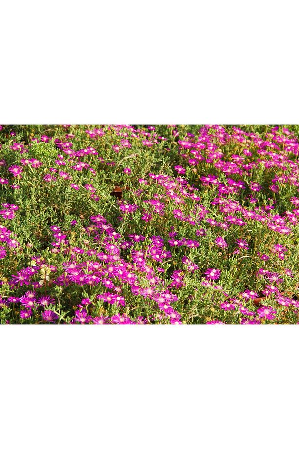 Acem Halısı - Pembe Askılı Saksıda Hediyelik - 5