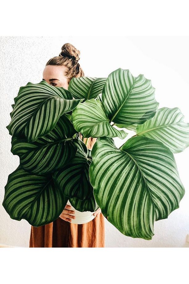 Calathea Orbifolia (dua Çiçeği) 20-30 Cm - 1