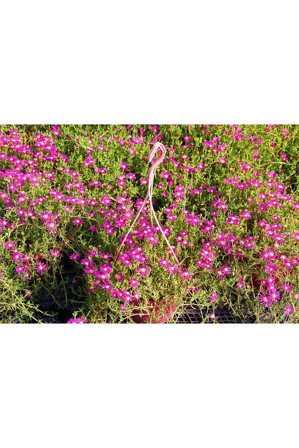 Acem Halısı - Pembe Askılı Saksıda Hediyelik - 3