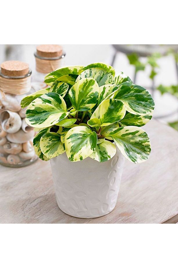 Alacalı Zümrüt Dalgası – Peperomia Obtusifolia - 1