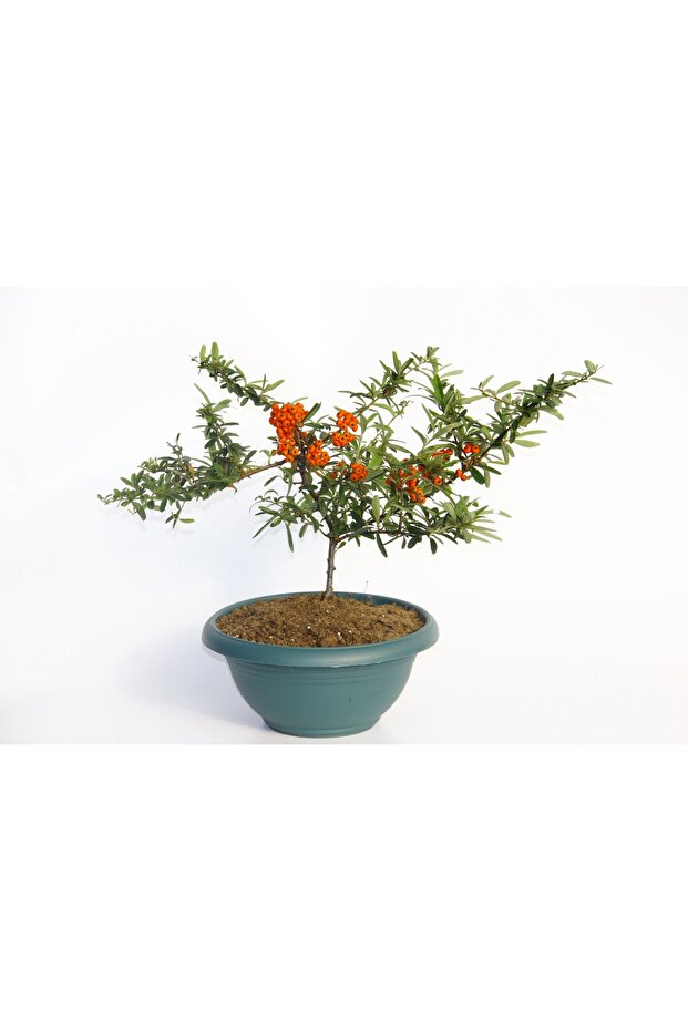Bonsai Ateş Dikeni - 1