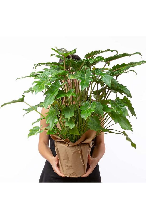 Philodendron Xanadu - 1