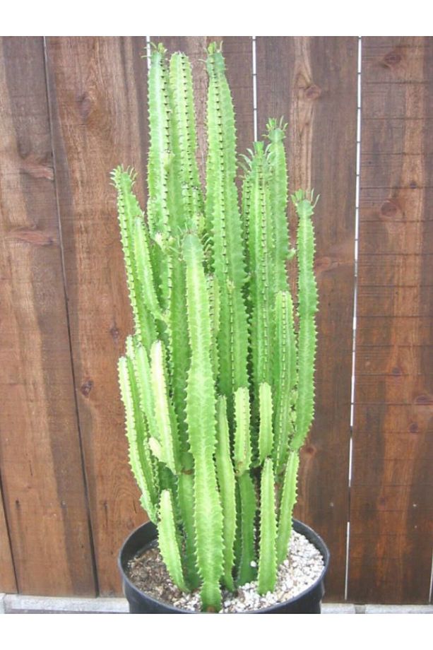 Süt Ağacı – Euphorbia Trigona - 3