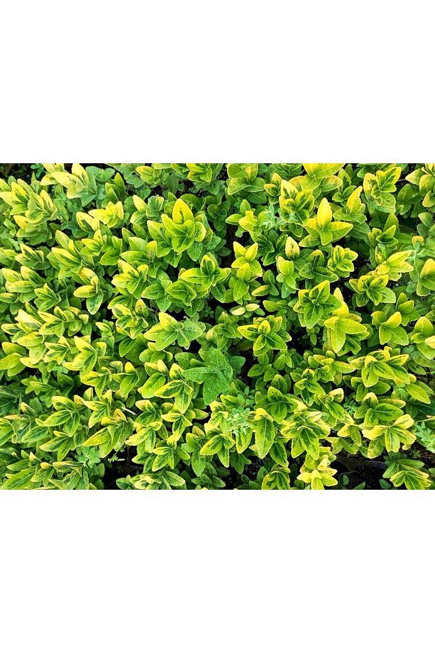 Gold Taflan 45 Adet - Sarı Çit Bitkisi - 6