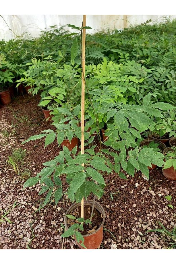 Mor Salkım Fidanı 5 Adet 80-100 Cm Sarılıcı Bitki - 4