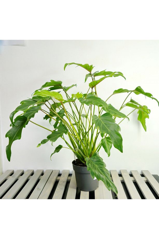 Philodendron Xanadu - 2