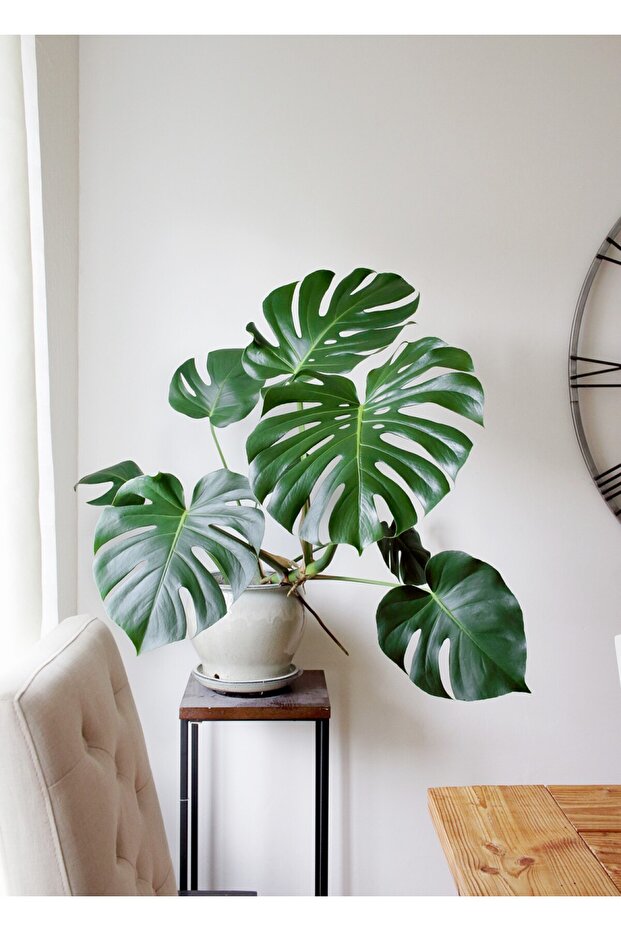 Deve Tabanı Monstera 2 Adet - Hediyelik Ev Ofis Bitkisi - 6
