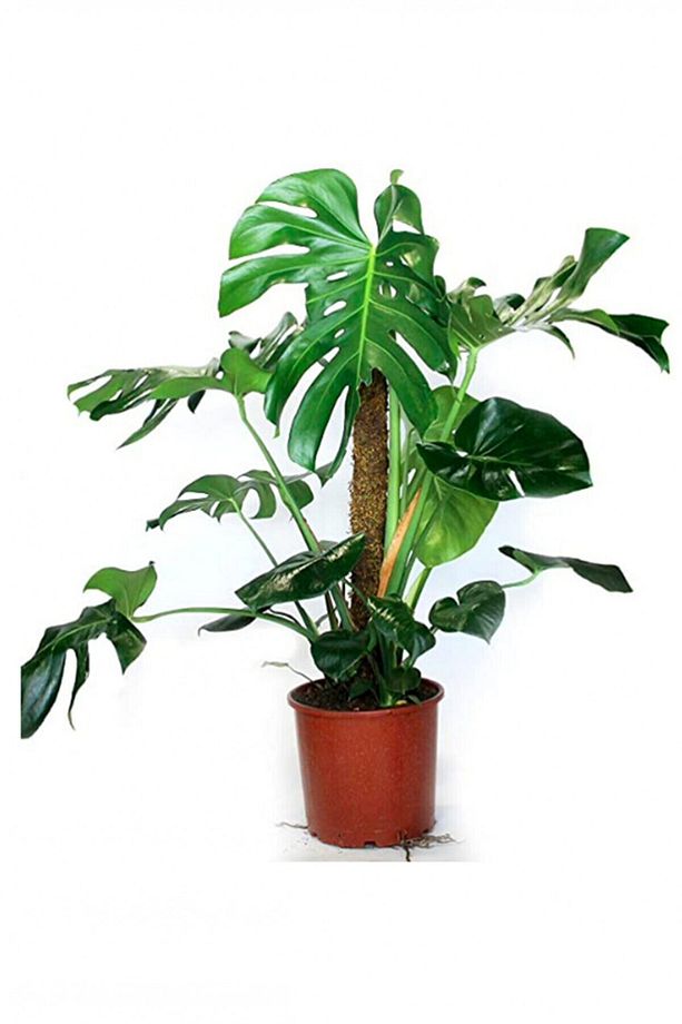Monstera Yosun Gövdeli 2 Adet Deve Tabanı 80-100 Cm - 3