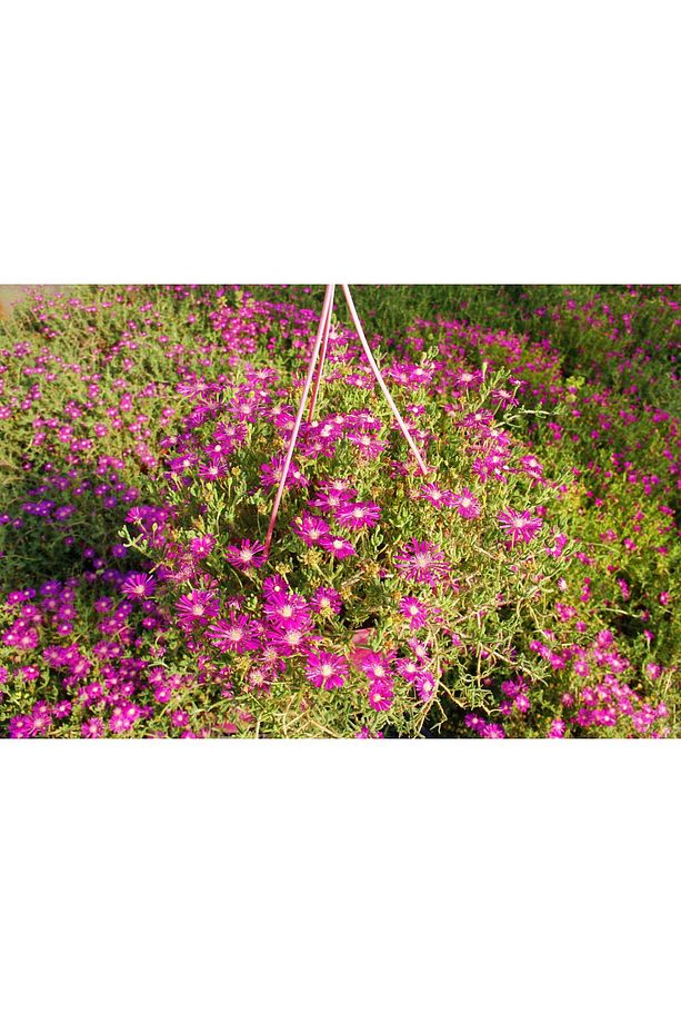 Acem Halısı - Pembe Askılı Saksıda Hediyelik - 1