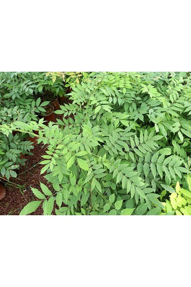 Mor Salkım Fidanı 5 Adet 80-100 Cm Sarılıcı Bitki - 5