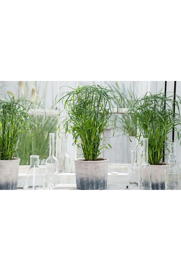 Japon Şemsiyesi – Cyperus Alternifolius - 2