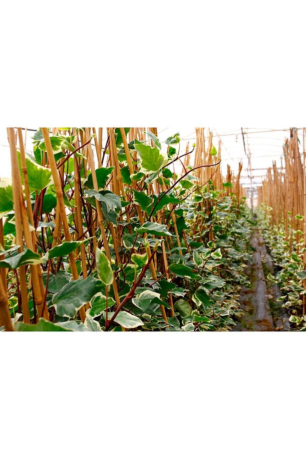 Hedera Sarmaşık - 1.5 Metre Sarılıcı Bitki - 4