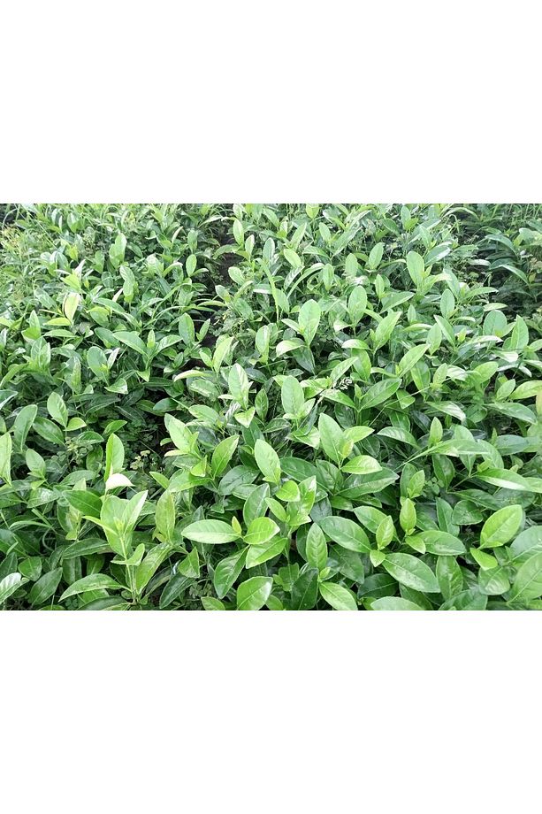 Kartopu Lucidum 10 Adet 30-40 Cm Çit Bitkisi - 6