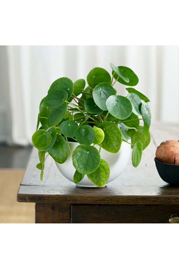 Pilea Çiçeği 3 Adet - Çin Para Bitkisi - 1