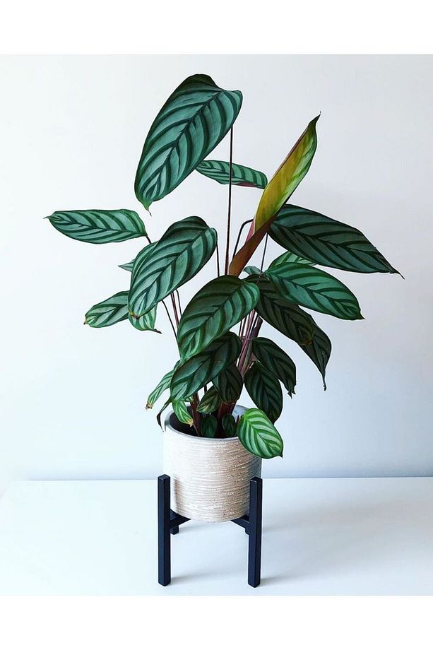 Calathea Ctenanthe Setosa (dua Çiçeği) 20-40 Cm - 3