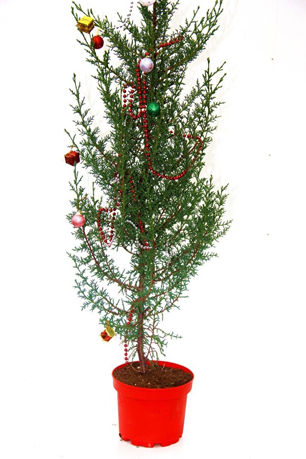 Yilbaşi Çami - Canli Yilbaşi Ağaci 100-120 Cm - 3