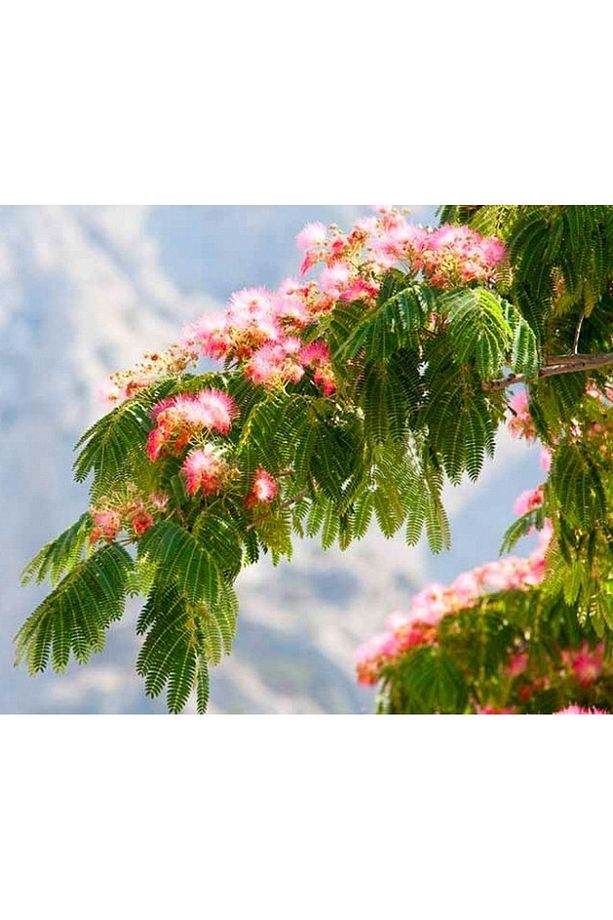 Gülibrişim Ağacı Tohumu 50 Adet ( Bonsai Türü ) - 8
