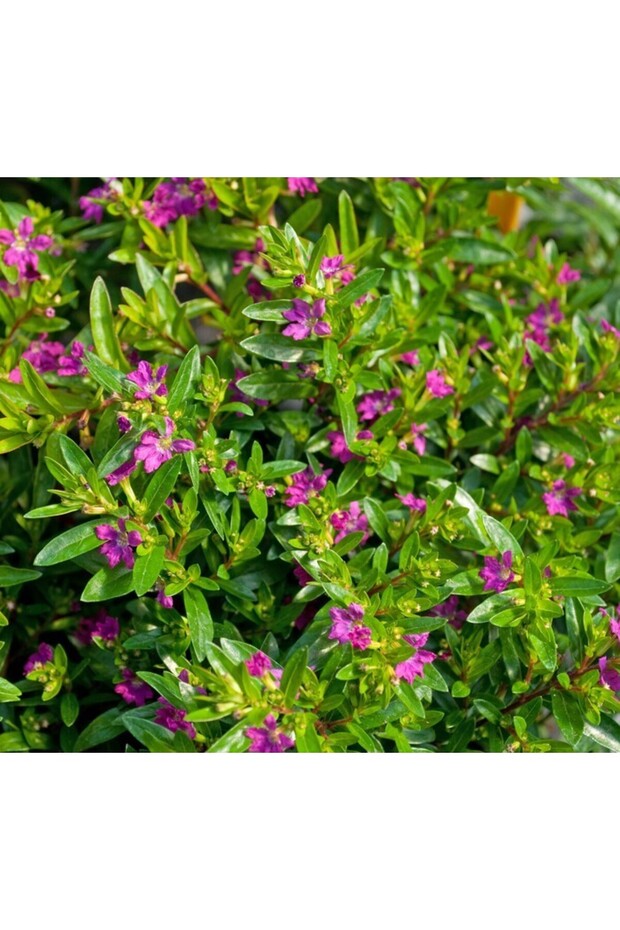 KUFEYA CENNET ÇİÇEĞİ 10 ADET ( PEMBE ) - 1