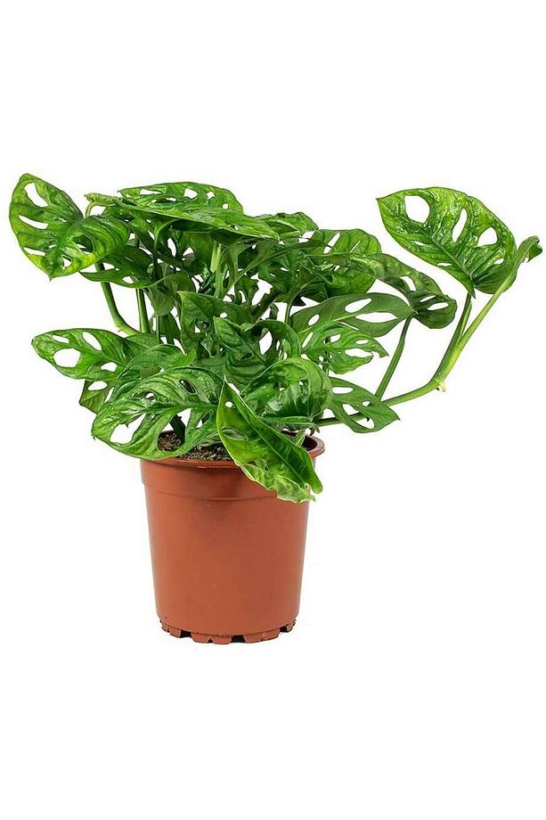 Delikli Devetabanı (monstera Adansonii Monkey) Saksılı 2 Adet - 3
