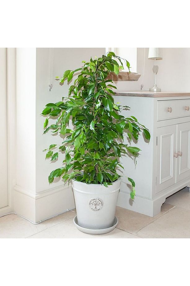 Benjamin - Ficus Benjamina 60-80 Cm - 3