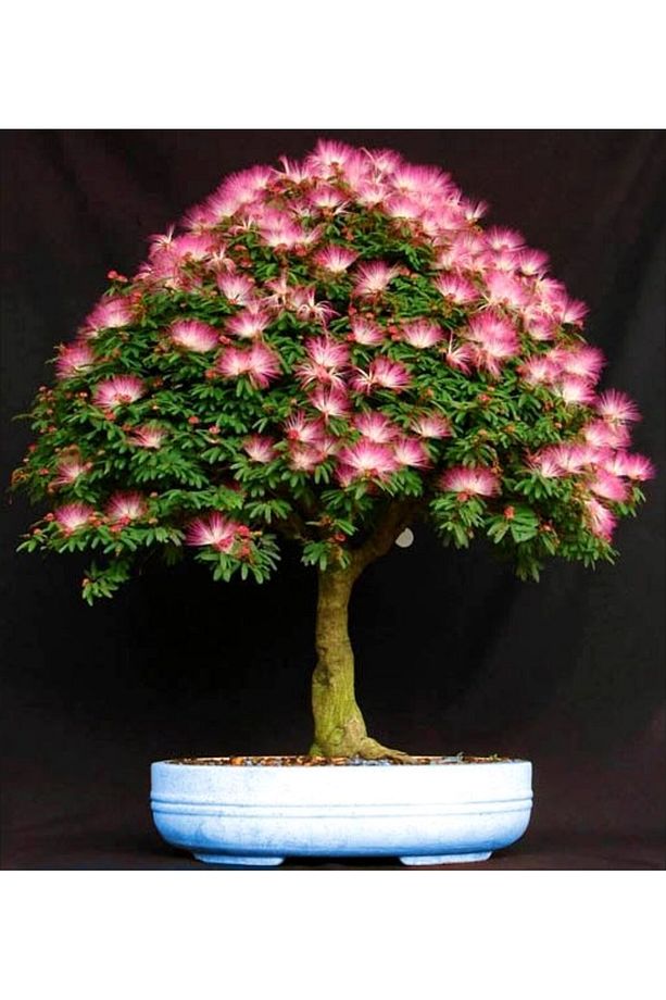 Gülibrişim Ağacı Tohumu 50 Adet ( Bonsai Türü ) - 3