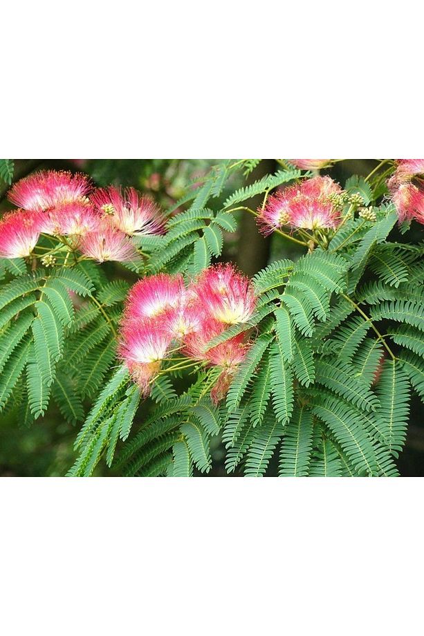 Gülibrişim Ağacı Tohumu 20 Adet ( Bonsai Türü ) - 6
