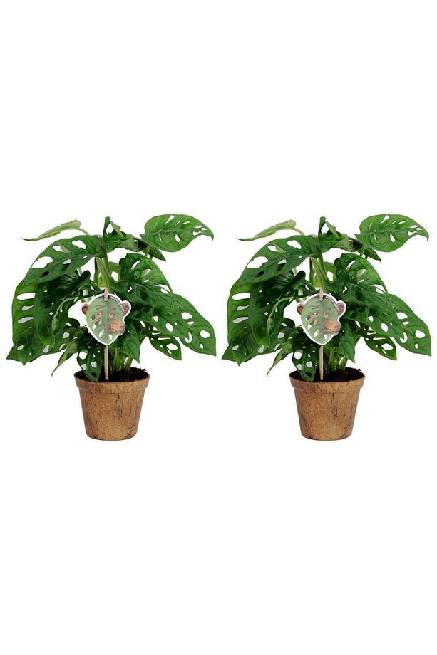 Delikli Devetabanı (monstera Adansonii Monkey) Saksılı 2 Adet - 1