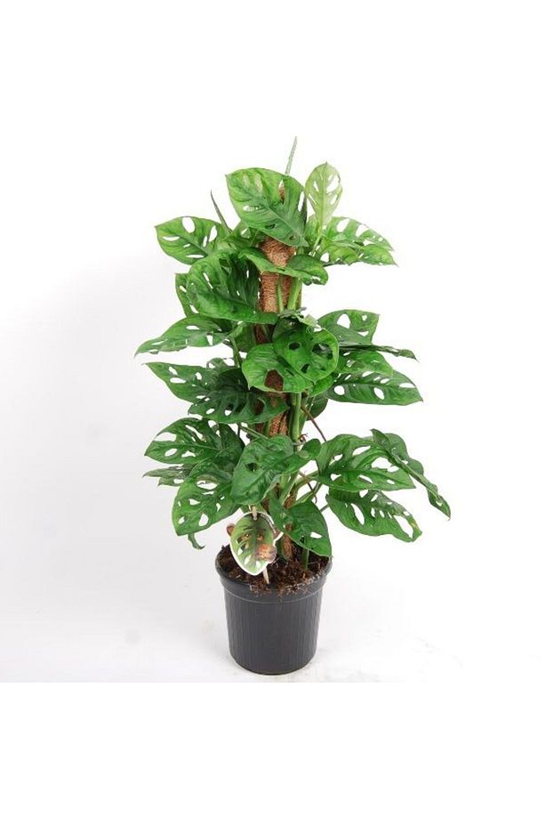 Delikli Monstera (monstera Adonsonii Monkey Mask) Sopalı - 3