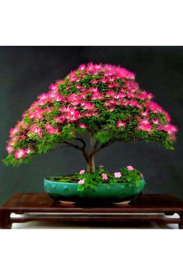 Gülibrişim Ağacı Tohumu 50 Adet ( Bonsai Türü ) - 4