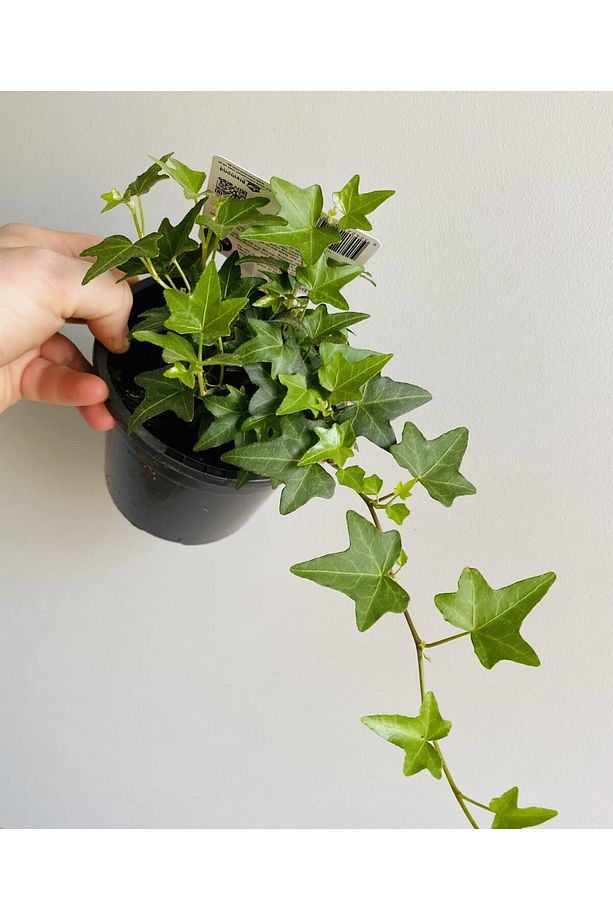 Mini Hedera Salon Sarmaşığı- (HEDERA HELİX GREEN) 3 Adet Saksıda - 4