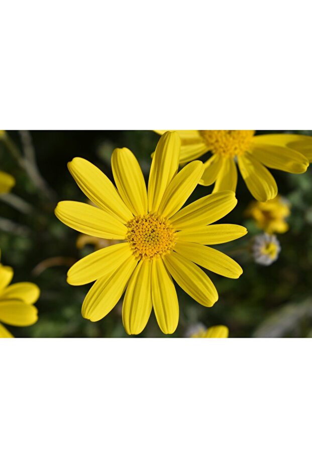 SARI PAPATYA EURYOPS - ÇOK YILLIK DIŞ MEKAN ÇİÇEĞİ - 5