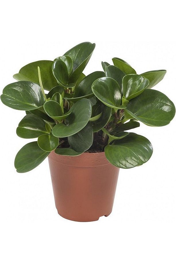 Yeşil Zümrüt Dalgası – Peperomia Obtusifolia - 2